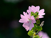 Moschus-Malve (Malva moschata), Juni-September