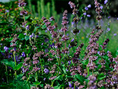 Quirlige Salbei (Salvia verticillata),  Juni-September