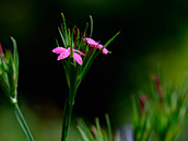 Raue Nelke (Dianthus armeria),  Juni-Juli