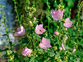 Rosen-Malve,  Sigmarswurz (Malva alcea)