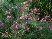 Rosmarin-Weidenröschen (Epilobium dodonaei), Juli-August