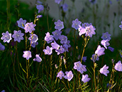 Rundblättrige Glockenblume (Campanula rotundifolia), Mai-Oktober