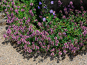 Gemeiner Thymian (Thymus pulegioides); kleine rosa Blütenrispen, Polsterpflanze