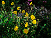 Sonnenröschen (Helianthemum nummularium)  Juni-September