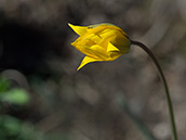 Leuchtend gelbe Tulpe