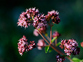 Wilder Dost (Origanum vulgare), Juli-September