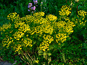 Zypressen-Wolfsmilch (Euphorbia cyparissias)