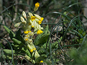 Dunkelgelbe Schlüsselblume