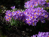 Elfen-Krokus (Crocus tommasinianus)  Februar-März