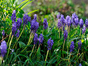 Traubenhyazinthe (Muscari)