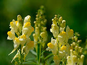 Echtes Leinkraut (Linaria vulgaris),  Juni-September