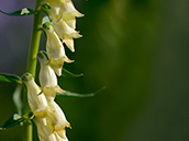 Gelber Fingerhut (Digitalis lutea)