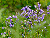 Jakobsleiter (Polemonium caeruleum)