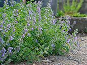 Katzenminzen (Nepeta)