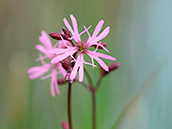 Kuckucks-Lichtnelke (Silene flos-cuculi)