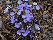 Leberblümchen (Hepatica nobilis)