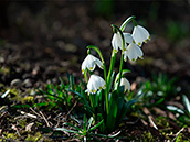 Märzenbecher (Leucojum vernum)