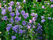 Pfirsichblättrige Glockenblume (Campanula persicifolia)