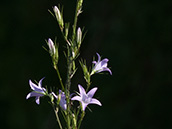 Rapunzel-Glockenblume (Campanula rapunculus)