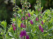 Roter Fingerhut (Digitalis purpurea)