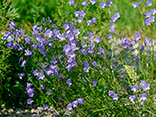 Rundblättrige Glockenblume (Campanula rotundifolia)