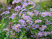 Aster x frikartii 'Wunder von Stäfa'