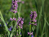 kleine rosarote Röhrenblüten