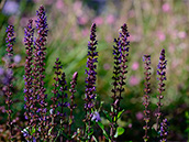 Steppen-Salbei (Salvia nemorosa 'Mainacht')