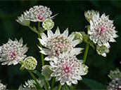 Große Sterndolde (Astrantia major)