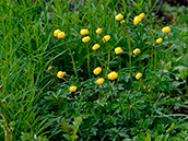 Trollblume (Trollius europaeus)