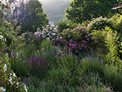 Bibernellrose, Historische Rosen und begleitpflanzung