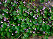 Zimbelkraut (Cymbalaria muralis)