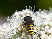 Grabwespe Fliegenjäger Grabwespe Fliegenjäger (Ectemnius lituratus)