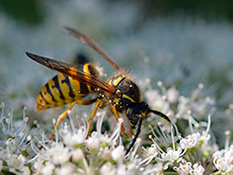 Gemeine Wespe Gemeine Wespe (Vespula vulgaris)