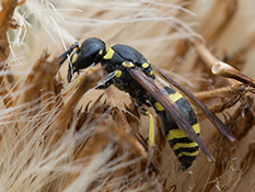 Lehmwespe Lehmwespe (Gymnomerus laevipes)