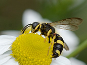Knotenwespe Bienenjagende Knotenwespe (Cerceris rybyensis)