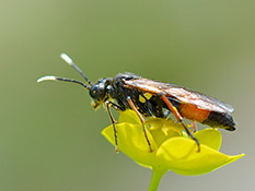 Echte Blattwespe Blattwespe