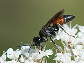 Wanzen-Grabwespe Schwarze Wespe, die ersten 3 Tergite 3 orangerot