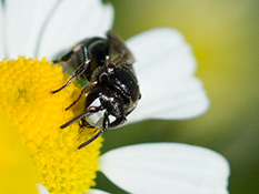 Rainfarn-Maskenbiene ♂ Maskenbiene mit grosser, weisser Gesichtsmaske