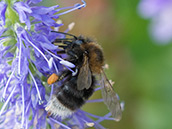 Baumhummel Schware Hummel mit braunem Thorax und weissem Ende