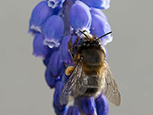 Frühlingspelzbiene ♀ Frühlingspelzbiene (Anthophora plumipes)