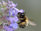 Frühlingspelzbiene ♀ Frühlingspelzbiene (Anthophora plumipes)