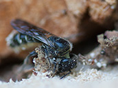 Hahnenfuss-Scherenbiene ♀ Hahnenfuss-Scherenbiene (Osmia florisomnis) ♀