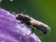 Kleine Glockenblumen-Scherenbiene ♂ Kleine Glockenblumen-Scherenbiene (Chelostoma campanularum) ♂
