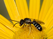 ev. gewöhnliche Furchenbiene ♂ Wildbienengesicht mit gelben Kopfschild