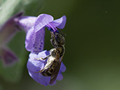 Schmalbiene ♀ Kleine grünschimmernde Schmalbiene