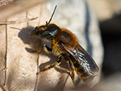 Goldene Schneckenhaus-Mauerbiene ♀ Schwarze Biene mit braun-roter Thoraxbehaarung und Tergitbinden