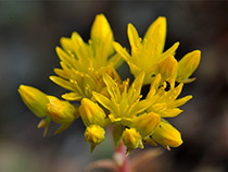 Felsen-Fetthenne (Sedum reflexum L.), auch Tripmadam