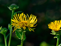 Echter Alant (Inula helenium)