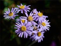  Berg-Aster (Aster amellus)